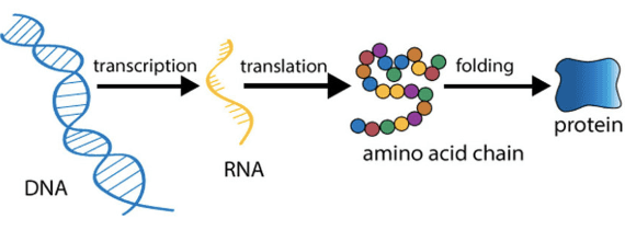 dna to protein lifecycle