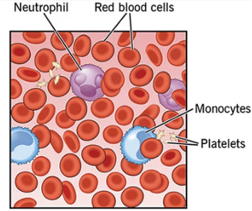 multiple cell types image