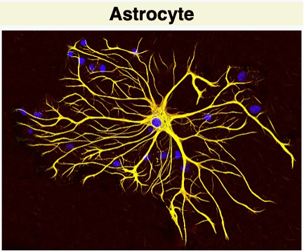 astrocyte