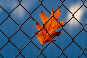 leaf against fence