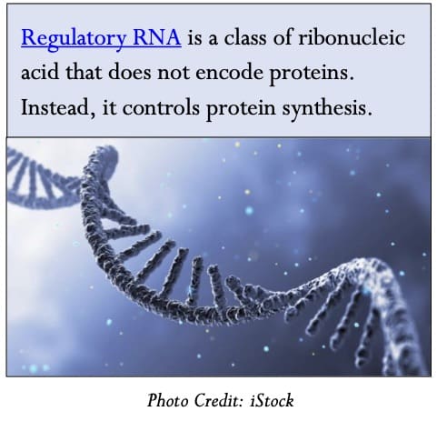 regulatory rna