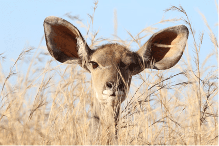 deer