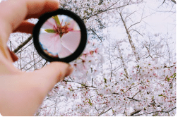 compass