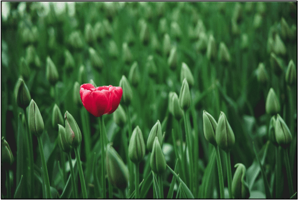 one red flower in a field of green